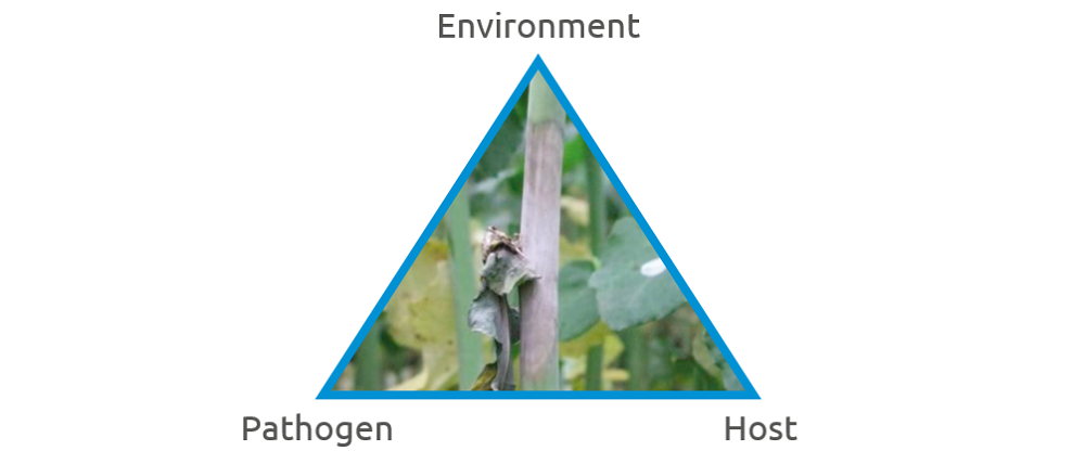 The disease triangle (environment, pathogen, host)